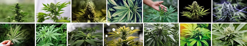 Cannabis Shares Libertex